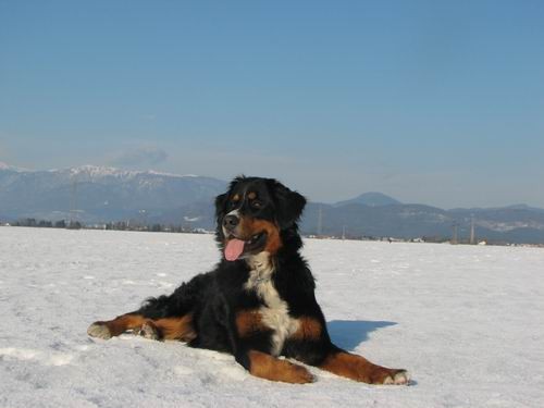 Sprehod na Mengeško polje,12.2.2006 - foto povečava