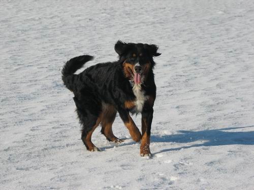 Sprehod na Mengeško polje,12.2.2006 - foto povečava