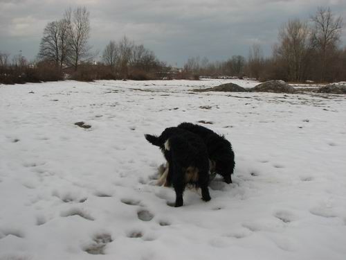 Rina,Rondo,Atos in Aska-sprehod,18.2.2006 - foto povečava