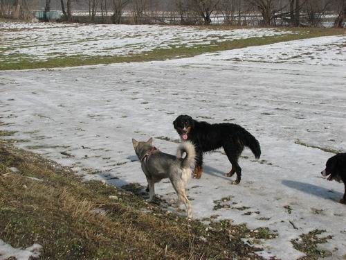 Rina,Rondo,Atos in Aska-sprehod,18.2.2006 - foto povečava