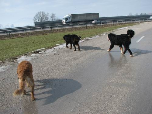 Rina,Rondo,Atos in Aska-sprehod,18.2.2006 - foto
