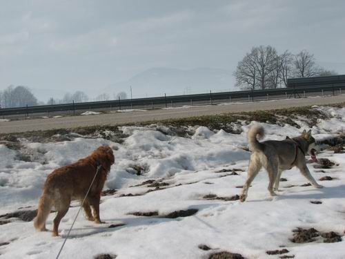 Rina,Rondo,Atos in Aska-sprehod,18.2.2006 - foto povečava