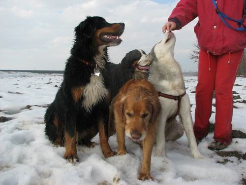 Rina,Rondo,Atos in Aska-sprehod,18.2.2006 - foto povečava