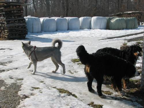 Rina,Rondo,Atos in Aska-sprehod,18.2.2006 - foto povečava