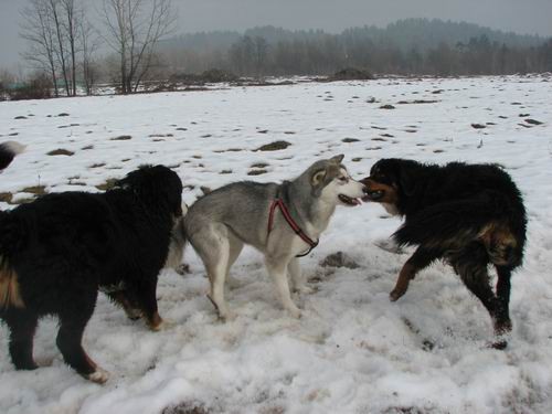 Rina,Rondo,Atos in Aska-sprehod,18.2.2006 - foto povečava