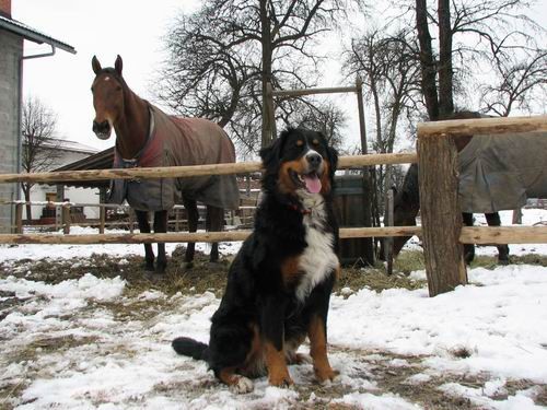 Pustni torek 2006 - foto povečava