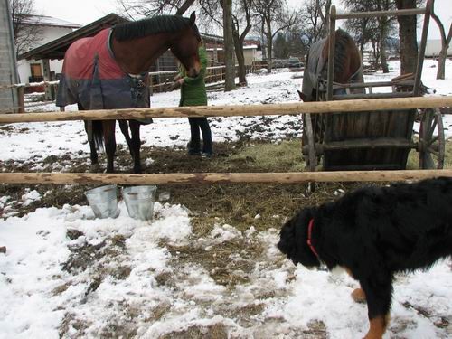 Pustni torek 2006 - foto povečava