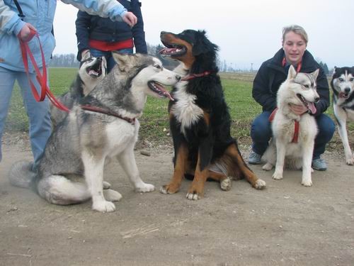 Rina,Aska,Kan,Alba in Lars na Mengeškem polju - foto