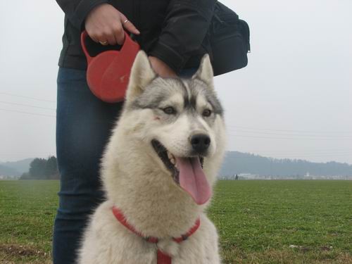 Rina,Aska,Kan,Alba in Lars na Mengeškem polju - foto