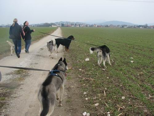 Rina,Aska,Kan,Alba in Lars na Mengeškem polju - foto