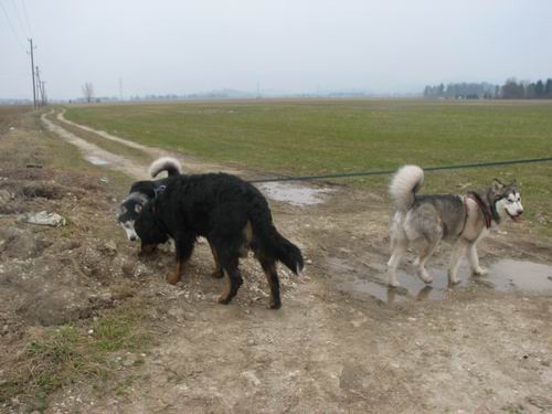 Rina,Aska,Kan,Alba in Lars na Mengeškem polju - foto povečava