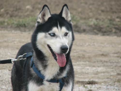 Rina,Aska,Kan,Alba in Lars na Mengeškem polju - foto povečava