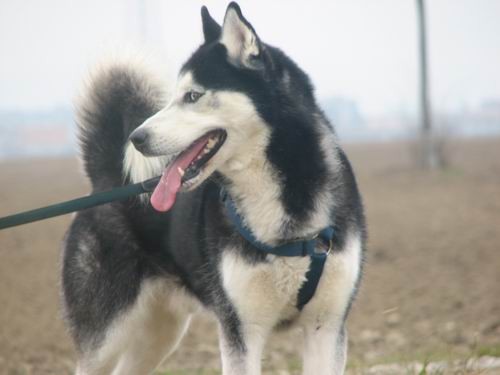 Rina,Aska,Kan,Alba in Lars na Mengeškem polju - foto povečava