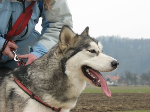 Rina,Aska,Kan,Alba in Lars na Mengeškem polju - foto povečava