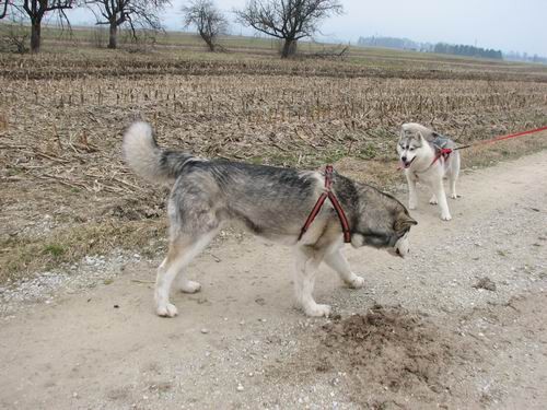 Rina,Aska,Kan,Alba in Lars na Mengeškem polju - foto povečava