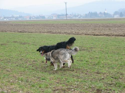 Rina,Aska,Kan,Alba in Lars na Mengeškem polju - foto povečava