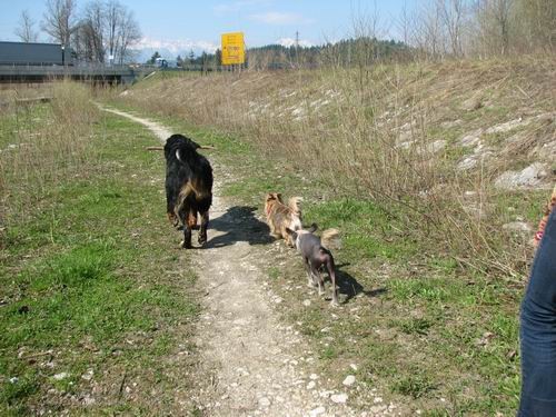 Rina,Gany,Chaya in Fido:sprehod,14.4.2006 - foto povečava