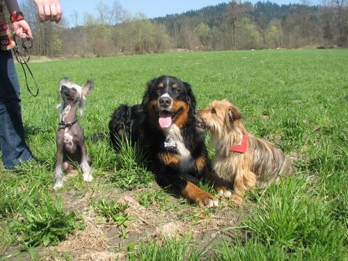 Rina,Gany,Chaya in Fido:sprehod,14.4.2006 - foto povečava