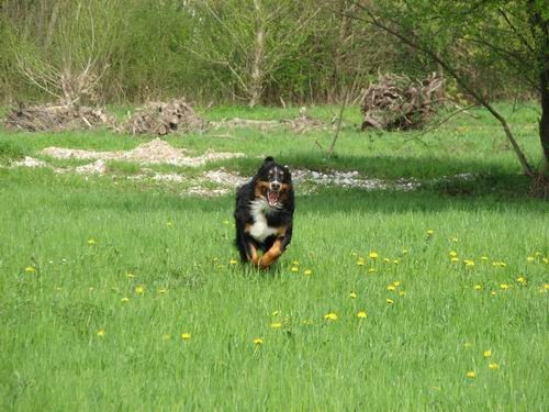 Rina,Fido in Chaya-Sprehod,25.4.2006 - foto povečava