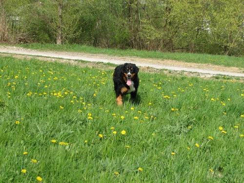 Rina,Fido in Chaya-Sprehod,25.4.2006 - foto povečava