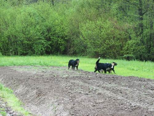 3.PeSjanarsko srečanje,Varpolje,29.4.2006 - foto povečava