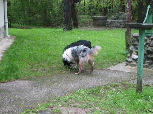 3.PeSjanarsko srečanje,Varpolje,29.4.2006 - foto povečava