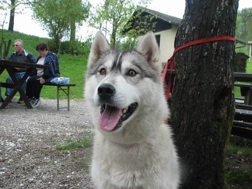 Sprehod na Dobeno(Rina,Atos,Kan,Aska,Alba in  - foto