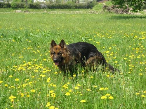 Rina,Fido in Chaya-sprehod,5.5.2006 - foto povečava