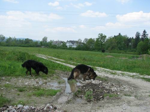 Rina,Fido in Chaya-sprehod,5.5.2006 - foto