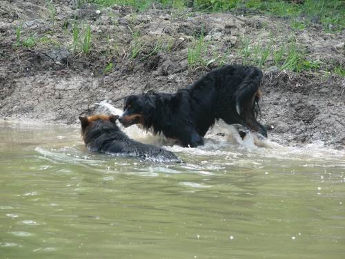 Rina,Fido in Chaya-sprehod,5.5.2006 - foto povečava