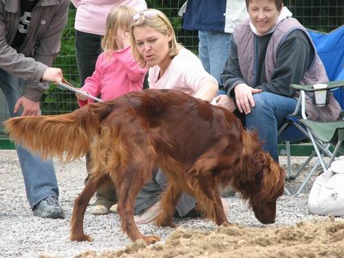 Zavetišče Horjul-Dan odprtih vrat,7.5.2006 - foto povečava