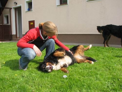 Družinsko srečanje bernijev:Koroška,13.5.2006 - foto povečava