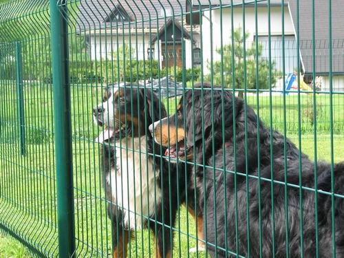 Družinsko srečanje bernijev:Koroška,13.5.2006 - foto povečava