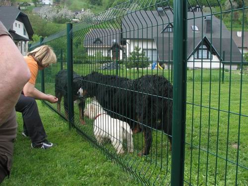 Družinsko srečanje bernijev:Koroška,13.5.2006 - foto povečava