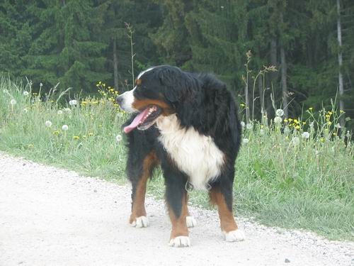 Družinsko srečanje bernijev:Koroška,13.5.2006 - foto povečava