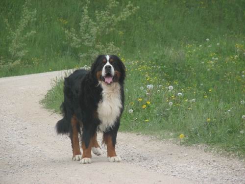 Družinsko srečanje bernijev:Koroška,13.5.2006 - foto povečava