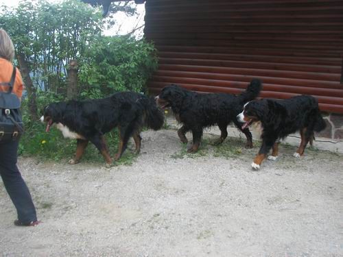 Družinsko srečanje bernijev:Koroška,13.5.2006 - foto povečava