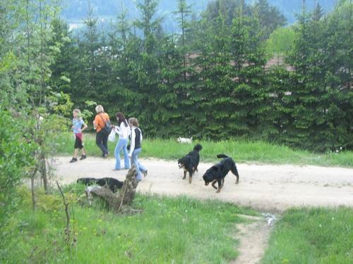 Družinsko srečanje bernijev:Koroška,13.5.2006 - foto povečava