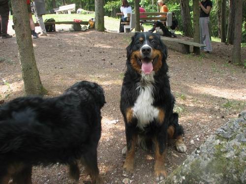 Družinsko srečanje bernijev:Koroška,13.5.2006 - foto povečava