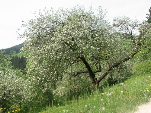 Družinsko srečanje bernijev:Koroška,13.5.2006 - foto povečava