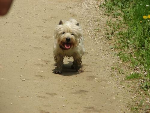 Družinsko srečanje bernijev:Koroška,13.5.2006 - foto povečava