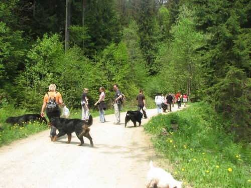 Družinsko srečanje bernijev:Koroška,13.5.2006 - foto povečava