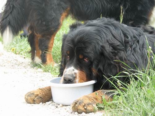 Družinsko srečanje bernijev:Koroška,13.5.2006 - foto povečava