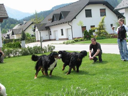 Družinsko srečanje bernijev:Koroška,13.5.2006 - foto povečava