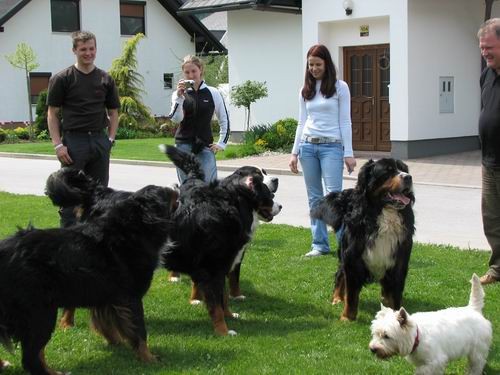 Družinsko srečanje bernijev:Koroška,13.5.2006 - foto povečava