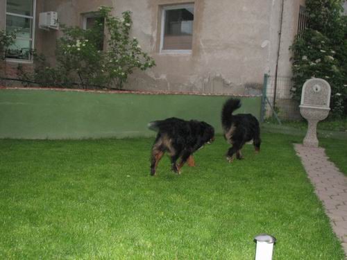 Rina in Rondo,2.6.2006 - foto povečava