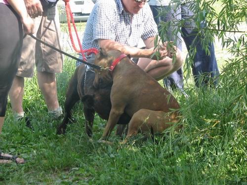 Rally obedience-izpit,18.6.2006 - foto povečava