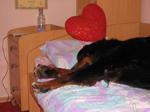 Rina,''mučenje'' na postelji :))) - foto