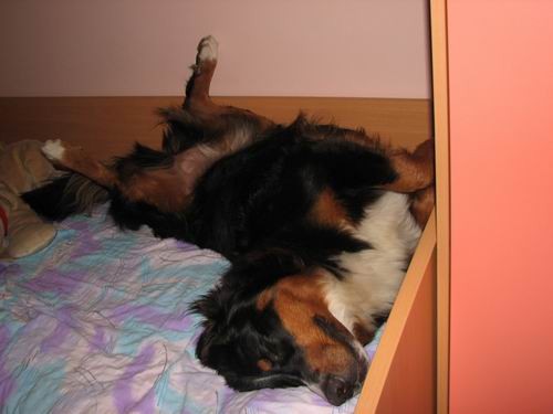 Rina,''mučenje'' na postelji :))) - foto