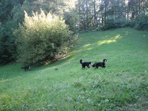 Predstavitev BPP in bernski izlet,9.9.2006 - foto povečava